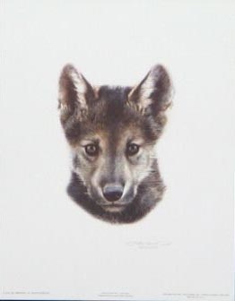 Carl Brenders Wolf Scout
