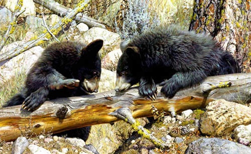 Carl Brenders Double Dare Black Bear Cubs