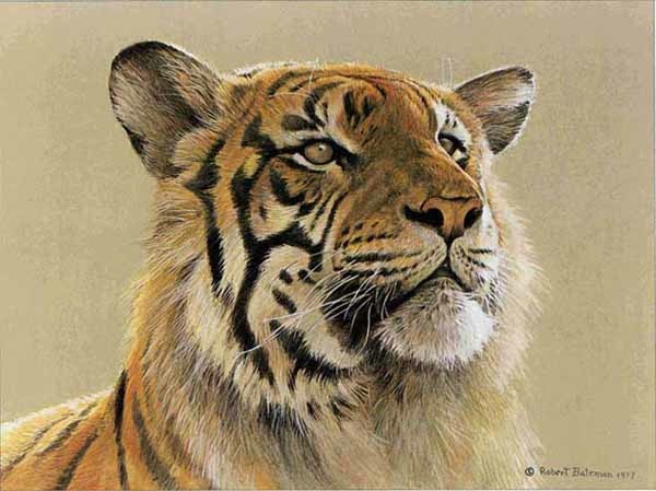 Robert Bateman Tiger Portrait