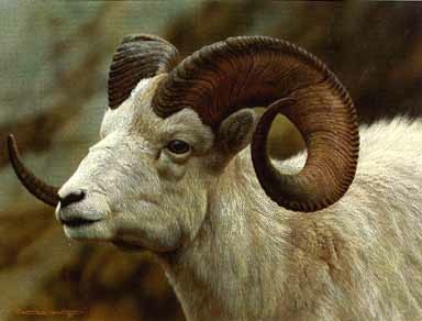 Carl Brenders Dall Sheep Portrait