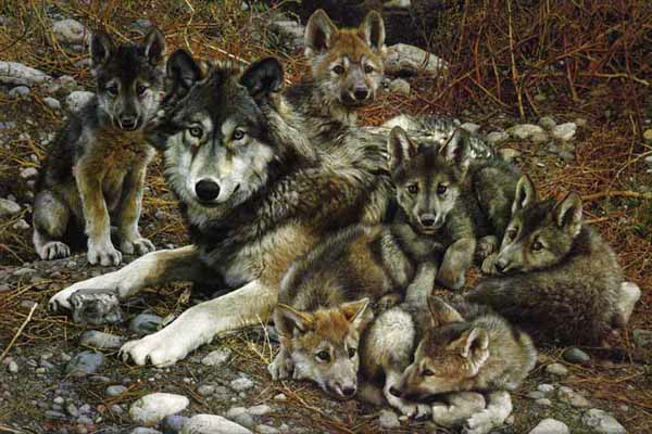 Carl Brenders Den Mother Wolf Family