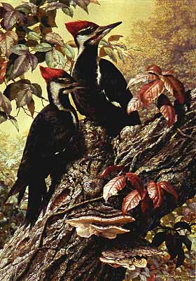 Carl Brenders Forest Carpenter