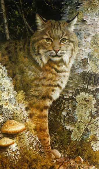 Carl Brenders Forest Sentinel