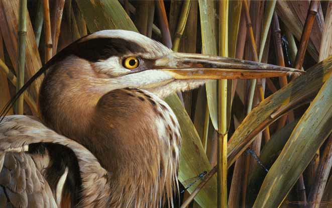 Carl Brenders Lord Of the Marshes Great Blue Heron 