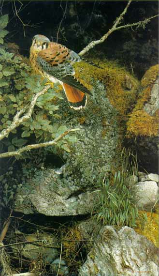 Carl Brenders Riverbank Kestrel