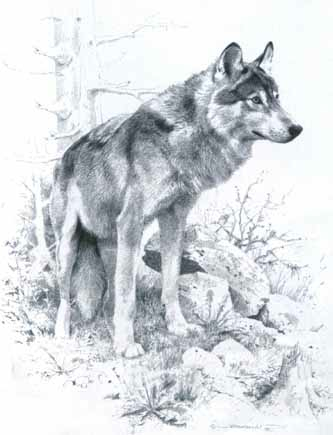 Carl Brenders Wolf Study