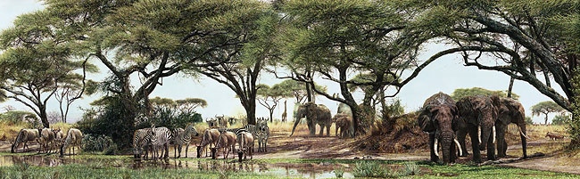 Simon Combes African Oasis