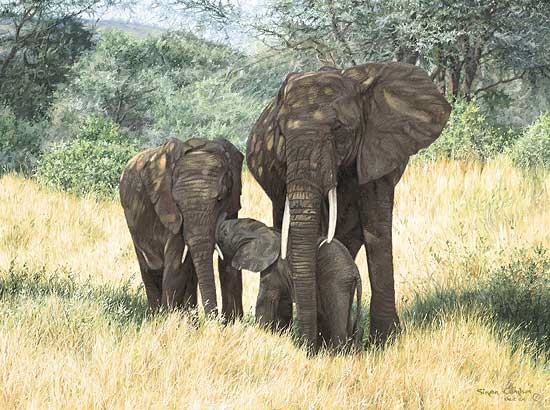 Simon Combes Family Ties Elephant