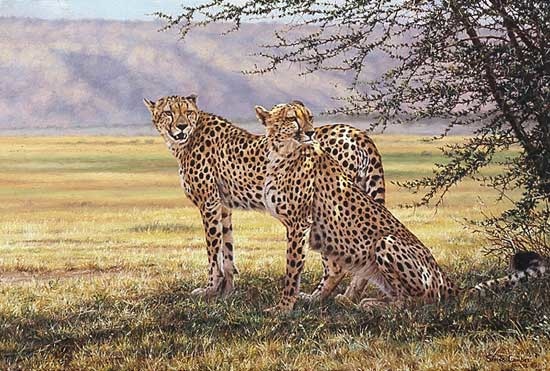 Simon Combes Imminent Pursuit Cheetah