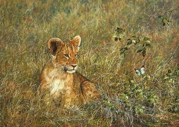 Simon Combes Lion Cub and Butterfly