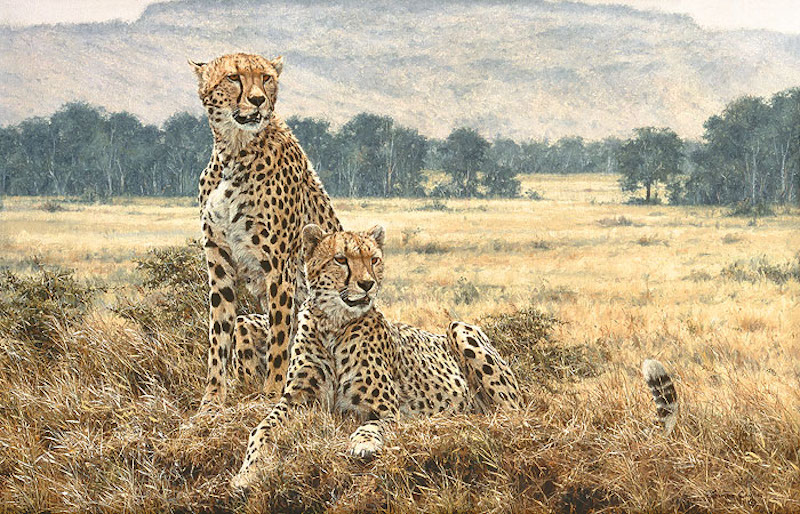 Simon Combes Cheetah pair
