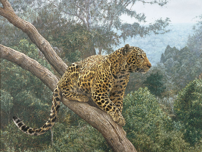 Simon Combes Solitary Hunter Leopard