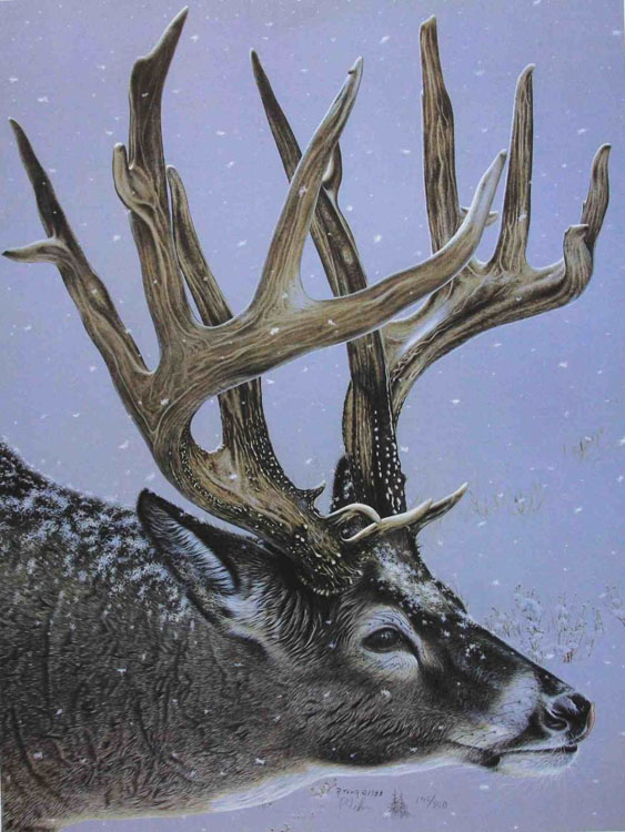 Randy Fehr North America Whitetail Deer