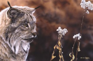 Darren Haley Lynx Portrait
