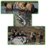Calgary artist Darren Haley - Other Animals