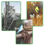 Calgary artist Darren Haley - Birds