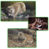 Calgary artist Darren Haley - Cats