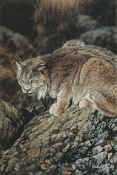 Darren Haley The Sunning Rock 