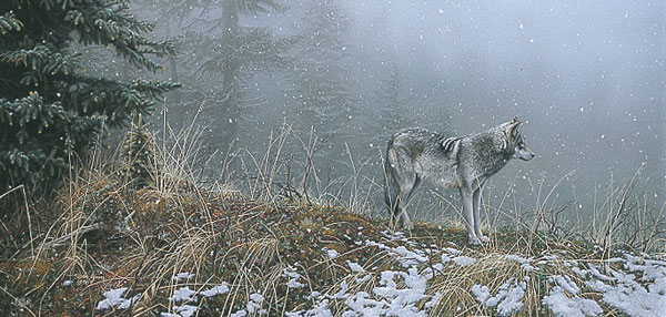 Stephen Lyman Silent Snows