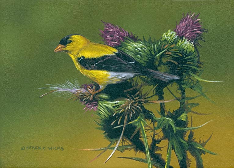Derek Wicks American Goldfinch and Thistle