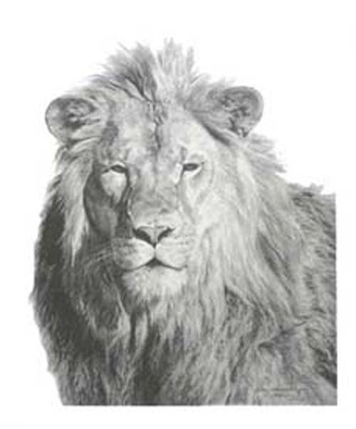 Carl Brenders Companion Edition Kalahari Lion