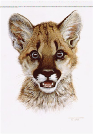 Carl Brenders Cougar Cub Study 