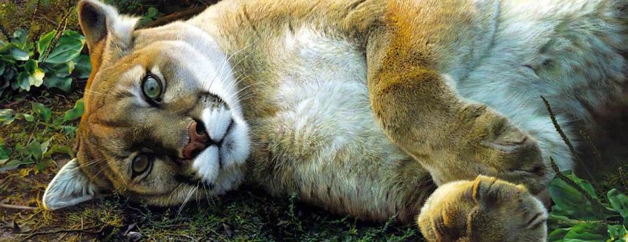 Carl Brenders Good Life Cougar
