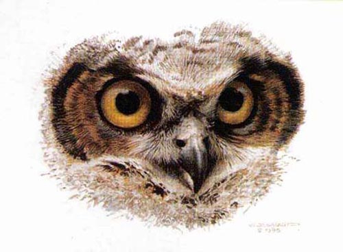 Carl Brenders Great Horned Owl Study