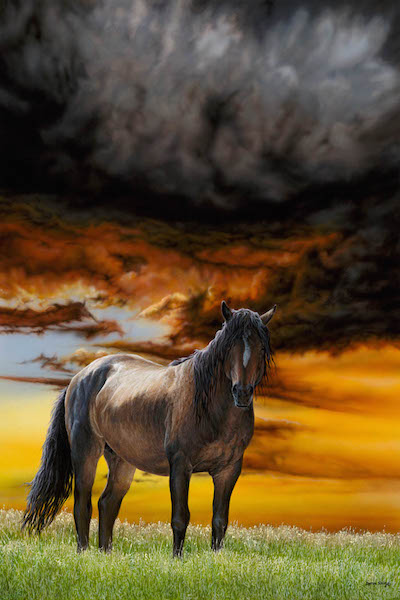 daren haley storm horse