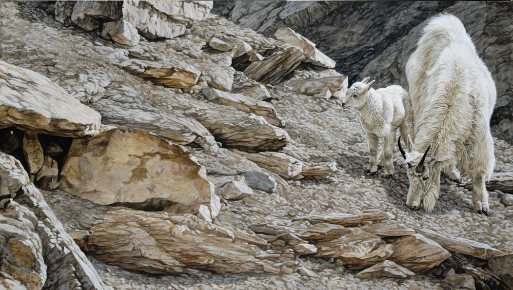 Darren Haley Athabasca Spring - Mountain Goatsc
