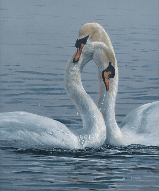 Terry Isaac Necking Swans