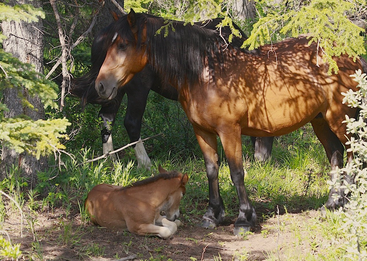 Angelo Avlonitis Bragg Creek Wild Horses Mare and Foal