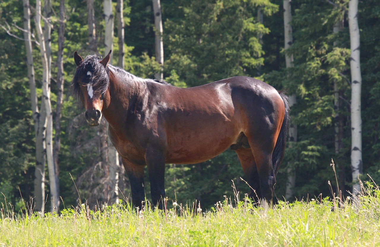 Angelo Avlonitis Bragg Creek Wild Horse Stallion