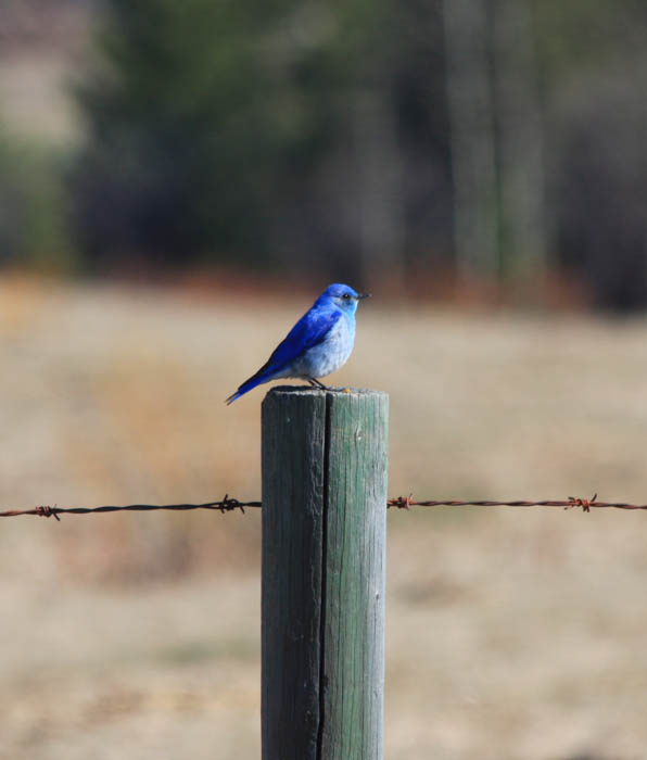 Angelo Avlonitis Mountain Bluebird