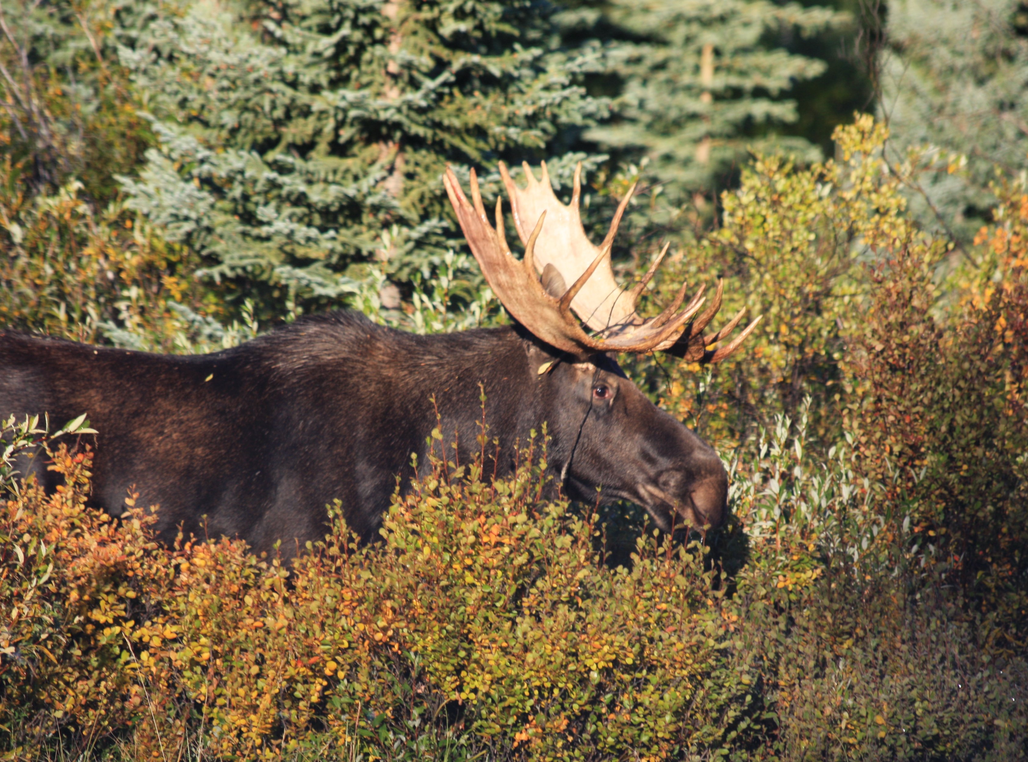 Angelo Avlonitis Bull Moose