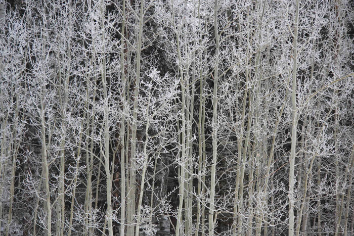 Angelo Avlonitis Frozen Aspens