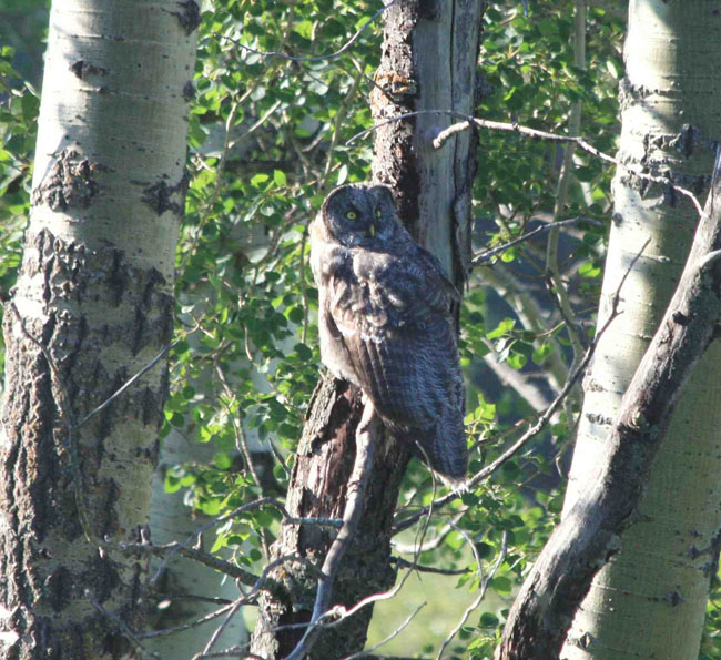 Angelo Avlonitis Great Gray Owl