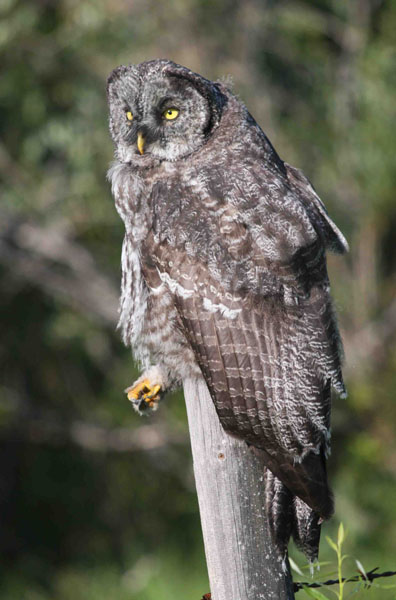 Angelo Avlonitis Greay Gray Owl Claw