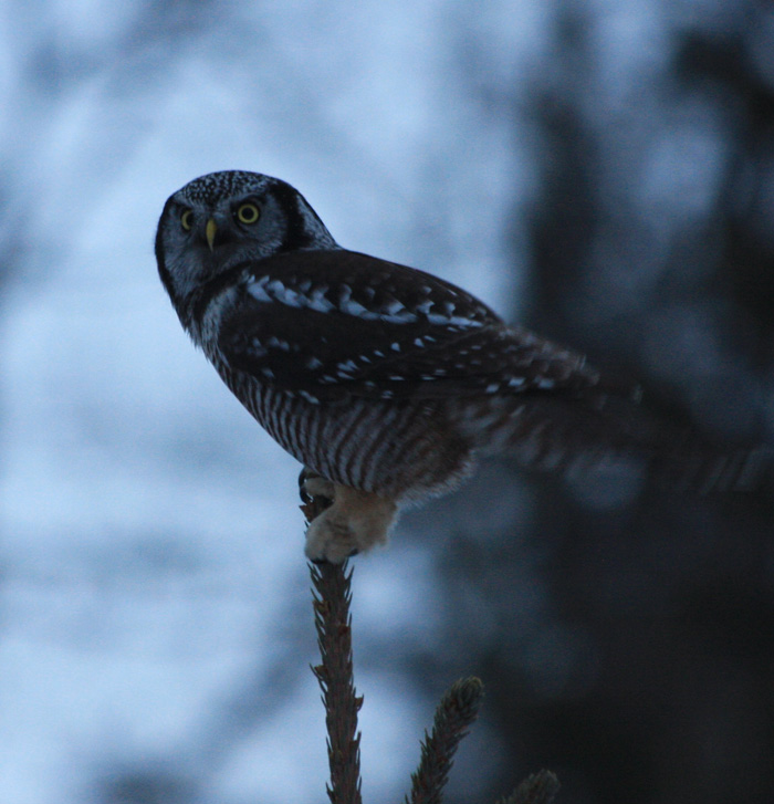 Angelo Avlonitis Hawk Owl