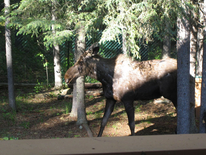 Angelo Avlonitis Moose in Backyard