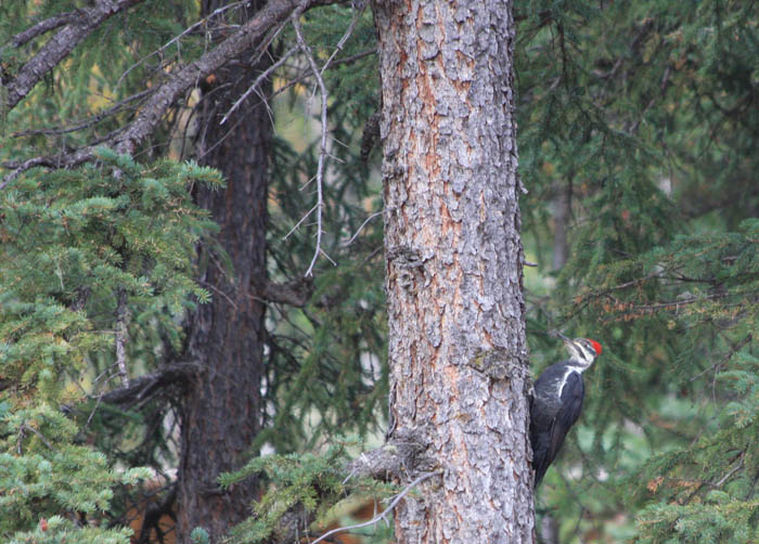 Angelo Avlonitis Pileated Woodpecker