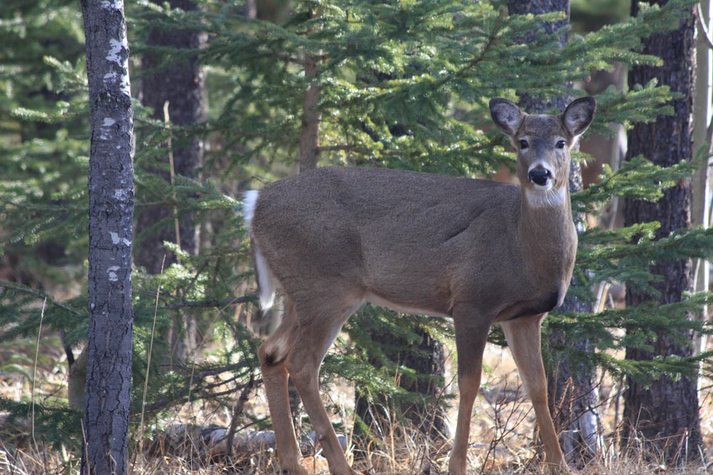 Angelo Avlonitis Whitetail Deer