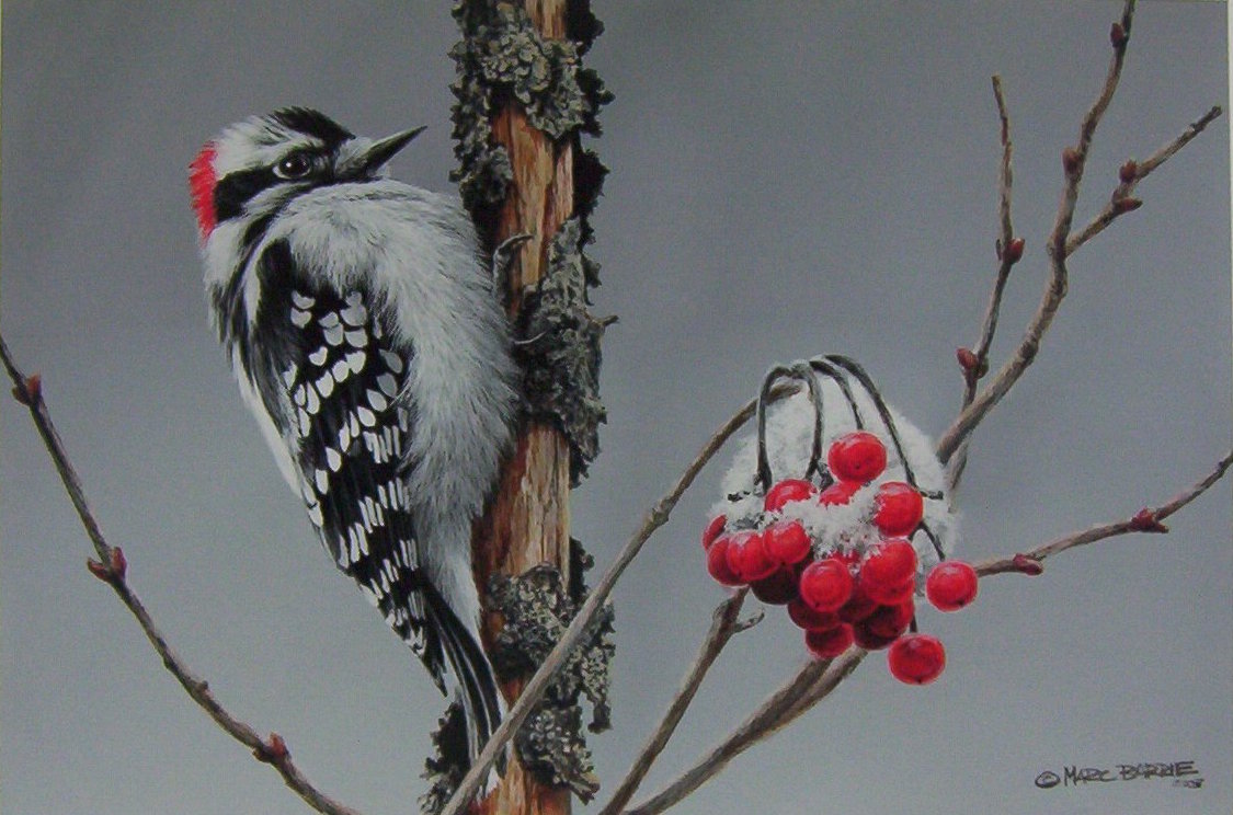 Marc Barrie Downy Woodpecker