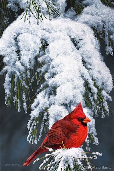 Marc Barrie Heavy Snow Cardinal