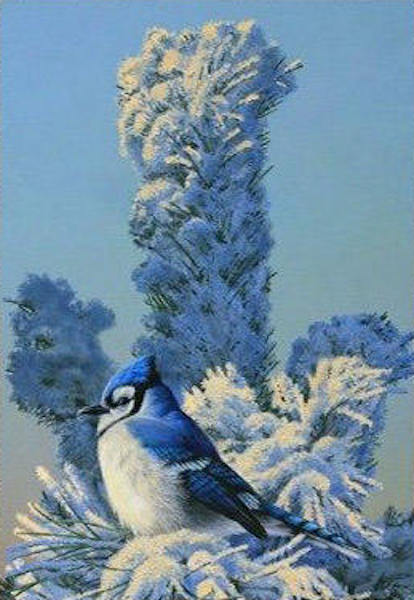 Marc Barrie Frosty Sunrise Blue Jay