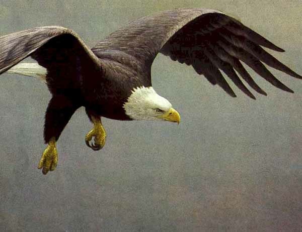 Robert Bateman Approach Bald Eaglen
