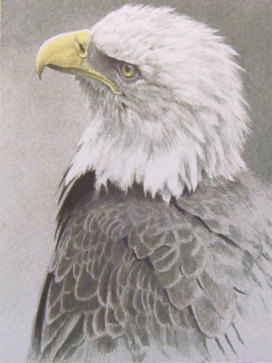 Robert Bateman Original Bald eagle Lithograph