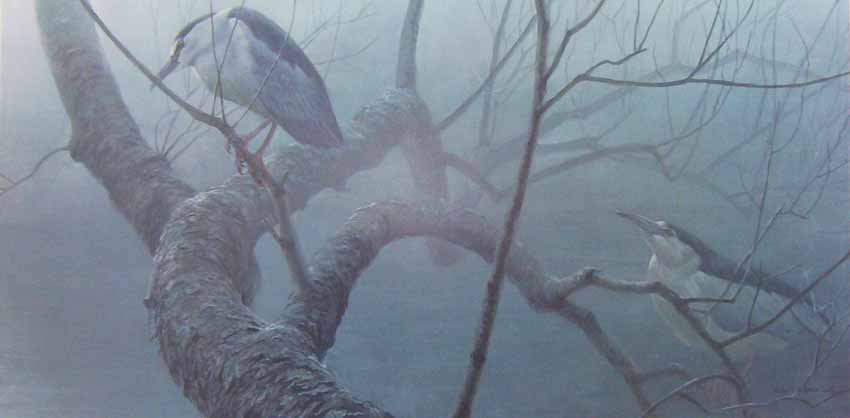 Robert Bateman Black Crowned Night heron Pairr