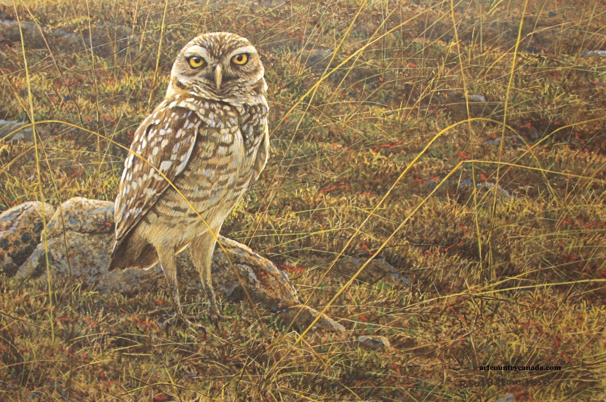 Robert Bateman Burrowing Owl