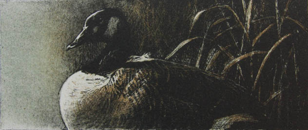 Robert Bateman Canada Goose Original Lithograph